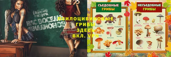 сатива Горняк